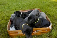 Wellington, a male Great Dane for sale in Shelbyville, TN – 6 of 7
