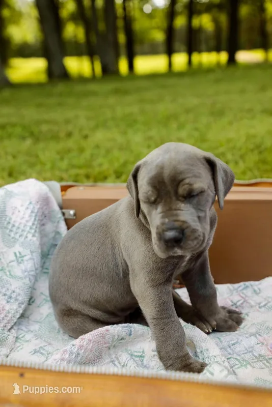 Wellington – Great Dane puppy for sale in Shelbyville, TN