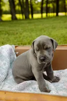 Wellington, a male Great Dane for sale in Shelbyville, TN – 1 of 7