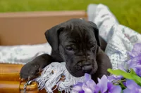 Wellington, a male Great Dane for sale in Shelbyville, TN – 5 of 7