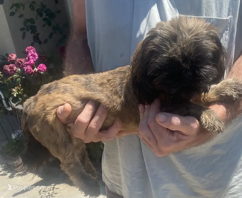 Moose – Shih Tzu puppy for sale in Fontana, CA