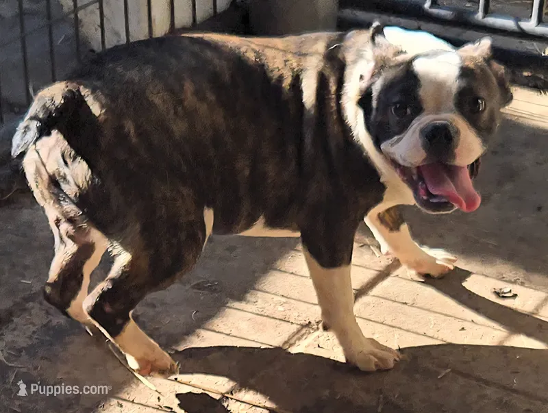 Sputnik PINK M – French Bulldog puppy for sale in Madera, CA