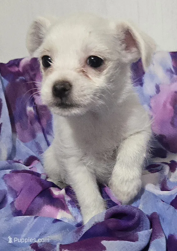 Scruff – Jack Russell Terrier, Chihuahua puppy for sale in Jacksonville, FL
