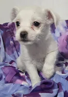Scruff, a female Jack Russell Terrier and Chihuahua for sale in Jacksonville, FL – 1 of 1