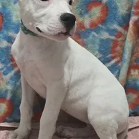 Wink, a female Dogo Argentino for sale in Madera, CA – Photo 8 of 9