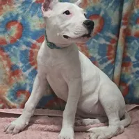 Wink, a female Dogo Argentino for sale in Madera, CA – Photo 2 of 9