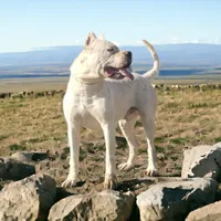 Wink, a female Dogo Argentino for sale in Madera, CA – Photo 4 of 9