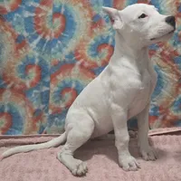 Wink, a female Dogo Argentino for sale in Madera, CA – Photo 7 of 9