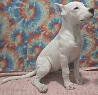 processed/5ce4b4e7-85fc-449b-af10-9709166ceb5f/listing/0416995b-062f-4c3d-97b5-b7940e7e60e4/4b784718-d88f-479a-b041-f78b5964d045