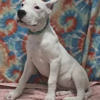 Wink, a female Dogo Argentino for sale in Madera, CA – Photo 9 of 9