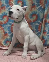 processed/5ce4b4e7-85fc-449b-af10-9709166ceb5f/listing/0416995b-062f-4c3d-97b5-b7940e7e60e4/5fe10d2e-a2a8-4c08-a1a3-40ab2f3f4145