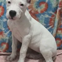 Wink, a female Dogo Argentino for sale in Madera, CA – Photo 5 of 9