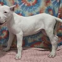 Wink, a female Dogo Argentino for sale in Madera, CA – Photo 1 of 9
