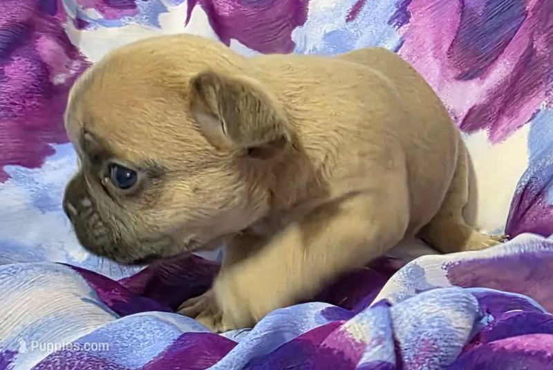 Blue fawn pink – French Bulldog puppy for sale in Jacksonville, FL