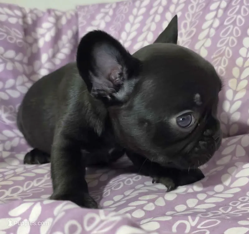 Black pink fluffy  – French Bulldog puppy for sale in Jacksonville, FL