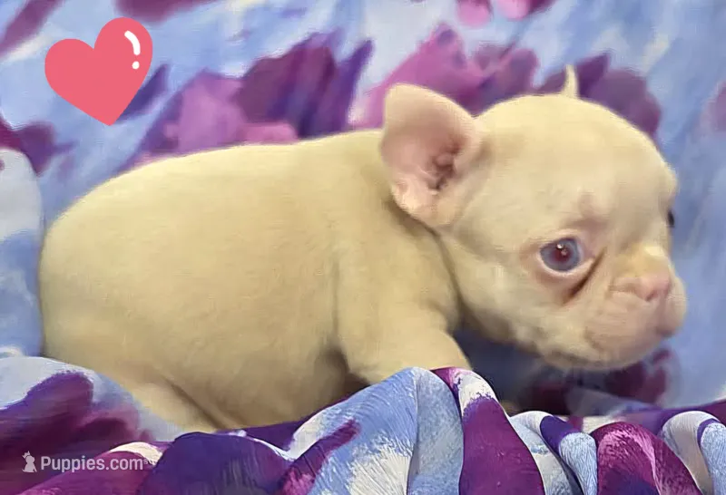 Pink Pink – French Bulldog puppy for sale in Jacksonville, FL