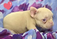 Pink Pink, a female French Bulldog for sale in Jacksonville, FL – 1 of 4