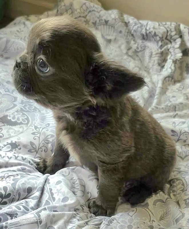 Blu FLUFFY boi – French Bulldog puppy for sale in Jacksonville, FL