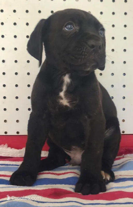 Getty Mage M – Cane Corso puppy for sale in Madera, CA