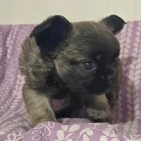 Sable FLUFFY BOI, a male French Bulldog for sale in Jacksonville, FL – 6 of 6