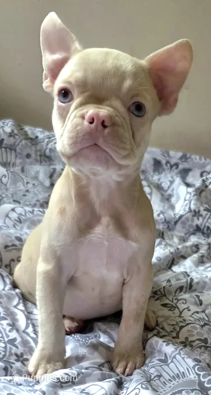 Pink Pink – French Bulldog puppy for sale in Jacksonville, FL