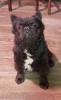 Motley, a male French Bulldog for sale in Madera, CA – 2 of 2