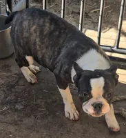 Sputnik PINK M, a male French Bulldog for sale in Madera, CA – 4 of 9