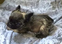 Sable FLUFFY BOI, a male French Bulldog for sale in Jacksonville, FL – 4 of 6