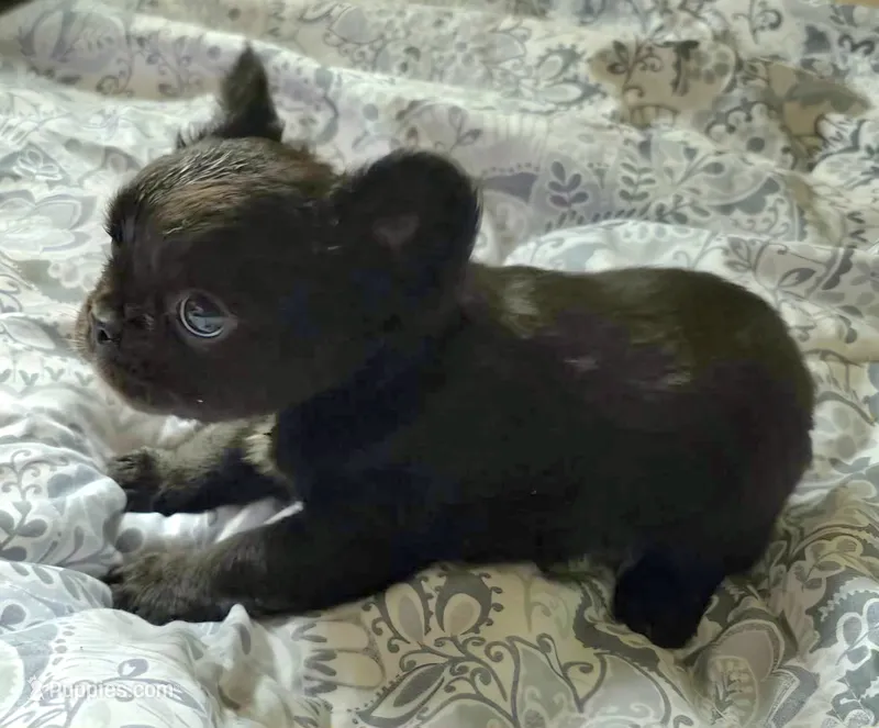 Black FLUFFY gurl – French Bulldog puppy for sale in Jacksonville, FL