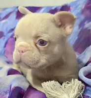 Pink Pink f, a female French Bulldog for sale in Jacksonville, FL – 1 of 3