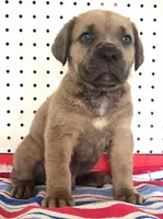 Gerty Mage M, a male Cane Corso for sale in Madera, CA – 2 of 10