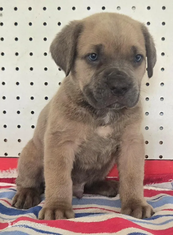Gerty Mage M – Cane Corso puppy for sale in Madera, CA
