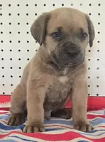 Gerty Mage M, a male Cane Corso for sale in Madera, CA – 1 of 10