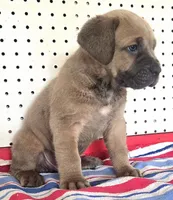 Gerty Mage M, a male Cane Corso for sale in Madera, CA – 5 of 10