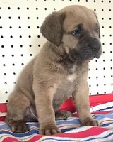 Gerty Mage M, a male Cane Corso for sale in Madera, CA – 3 of 10