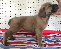 Gerty Mage M, a male Cane Corso for sale in Madera, CA – 6 of 10