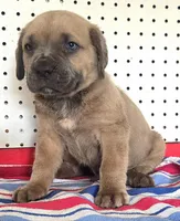Gerty Mage M, a male Cane Corso for sale in Madera, CA – 4 of 10