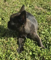 Burlington , a male French Bulldog for sale in Jacksonville, FL – 4 of 4