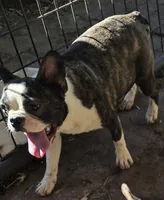 Sputnik PINK M, a male French Bulldog for sale in Madera, CA – 3 of 9