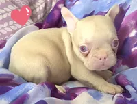 Pink Pink, a female French Bulldog for sale in Jacksonville, FL – 2 of 4
