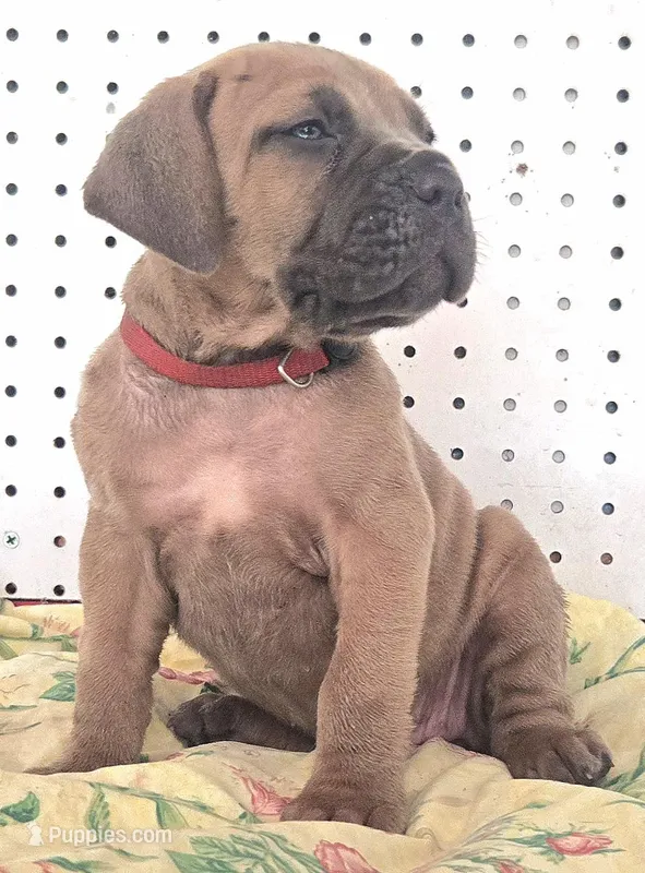 Getty Mage F – Cane Corso puppy for sale in Madera, CA