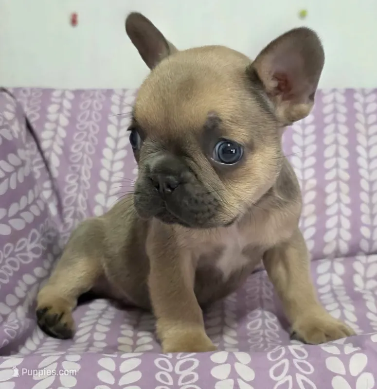 Blue fawn pink – French Bulldog puppy for sale in Jacksonville, FL