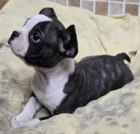 Sputnik PINK M, a male French Bulldog for sale in Madera, CA – Photo 3 of 5