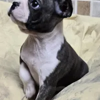 Sputnik PINK M, a male French Bulldog for sale in Madera, CA – Photo 2 of 5