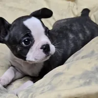 Sputnik PINK M, a male French Bulldog for sale in Madera, CA – Photo 5 of 5