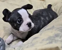 Sputnik PINK M, a male French Bulldog for sale in Madera, CA – Photo 5 of 5