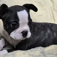 Sputnik PINK M, a male French Bulldog for sale in Madera, CA – Photo 1 of 5