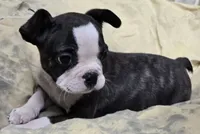 Sputnik PINK M, a male French Bulldog for sale in Madera, CA – Photo 1 of 5