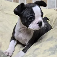 Sputnik PINK M, a male French Bulldog for sale in Madera, CA – Photo 4 of 5