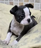 Sputnik PINK M, a male French Bulldog for sale in Madera, CA – Photo 4 of 5